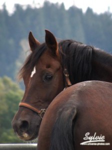 Paso Fino