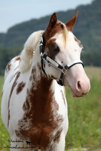 American Paint Horse